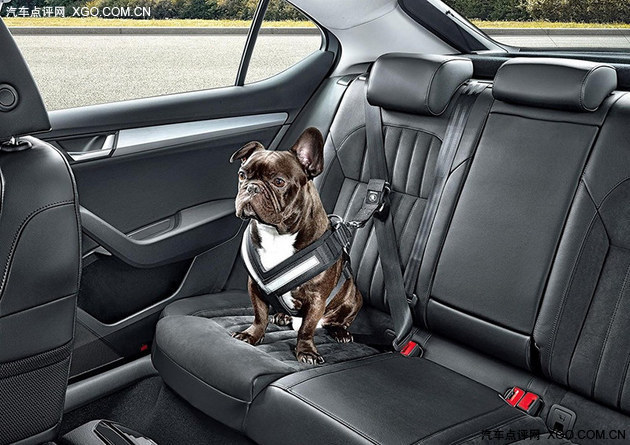 每日车坛点评 宠物坐车也能系安全带了
