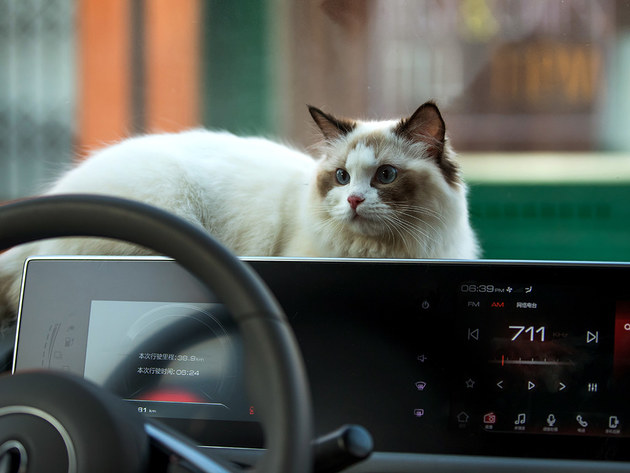 长城欧拉新车名称发布 取名“欧拉白猫”