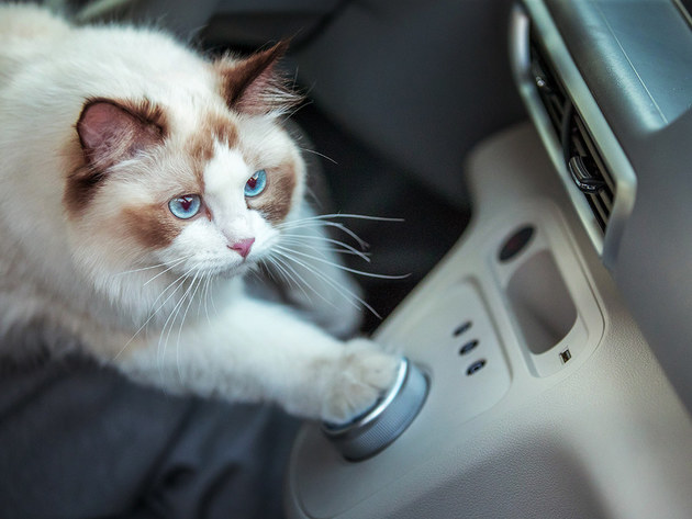 长城欧拉新车名称发布 取名“欧拉白猫”