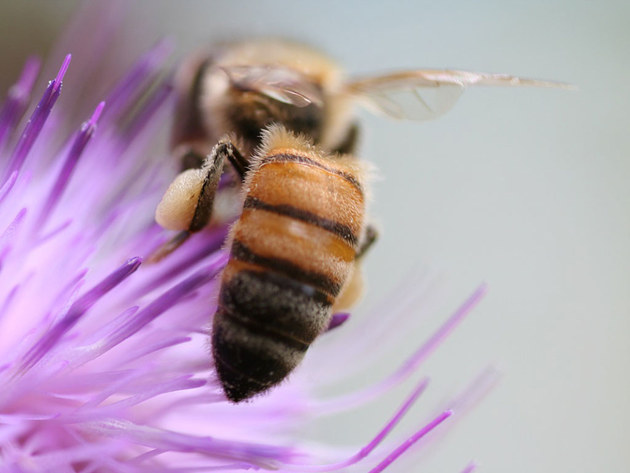 世界蜜蜂日 兰博基尼对生态系统保护的承诺