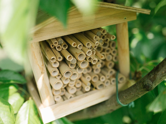 世界蜜蜂日 兰博基尼对生态系统保护的承诺